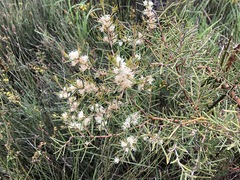 Hakea mitchellii