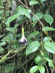 Mandevilla veraguasensis