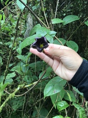 Mandevilla veraguasensis