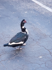 Cairina moschata domestica