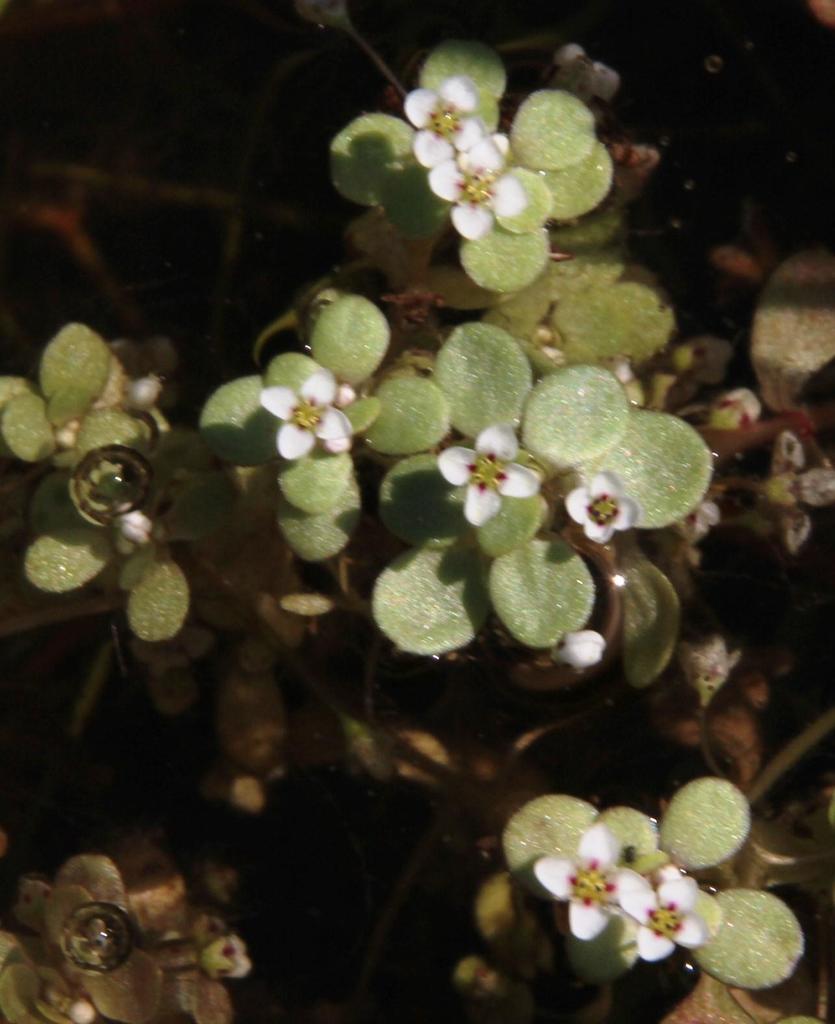 Broad-leaf Floating Pigmyweed