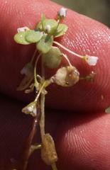 Crassula natans natans