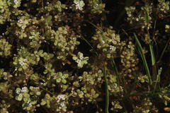 Crassula natans natans