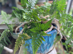 Davallia fejeensis