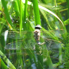 Rhionaeschna multicolor