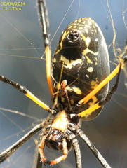 Trichonephila senegalensis annulata