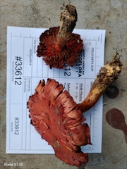 Cortinarius harrisonii