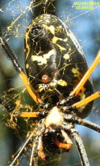 Trichonephila senegalensis annulata