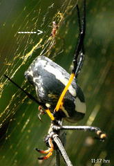 Trichonephila senegalensis annulata