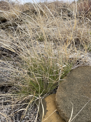 Aristida subspicata