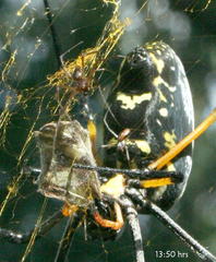 Trichonephila senegalensis annulata