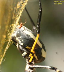 Trichonephila senegalensis annulata
