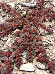 Euphorbia mendezii