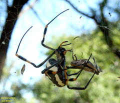 Trichonephila senegalensis annulata
