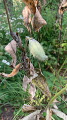 Asclepias syriaca