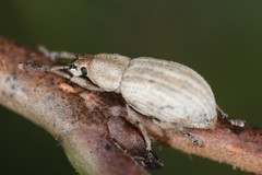 Aphrastus taeniatus