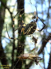 Trichonephila senegalensis annulata