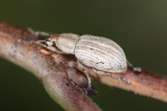 Aphrastus taeniatus