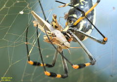 Trichonephila senegalensis annulata