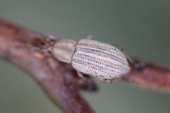 Aphrastus taeniatus