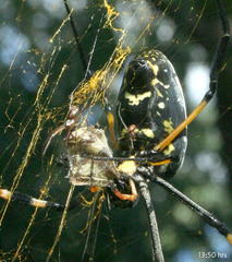 Trichonephila senegalensis annulata
