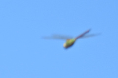 Anax longipes