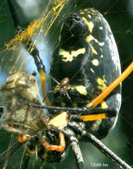 Trichonephila senegalensis annulata