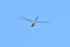 Anax longipes