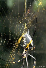 Trichonephila senegalensis annulata