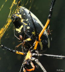Trichonephila senegalensis annulata