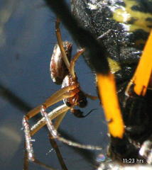 Trichonephila senegalensis annulata