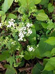 Ageratina altissima
