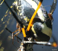 Trichonephila senegalensis annulata