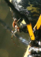 Trichonephila senegalensis annulata