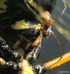 Trichonephila senegalensis annulata