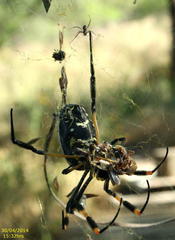 Trichonephila senegalensis annulata