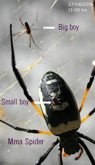 Trichonephila senegalensis annulata