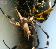 Trichonephila senegalensis annulata