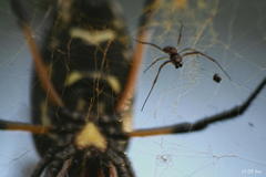 Trichonephila senegalensis annulata
