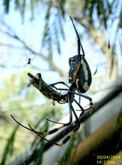 Trichonephila senegalensis annulata