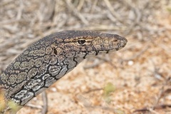 Varanus giganteus