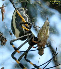 Trichonephila senegalensis annulata