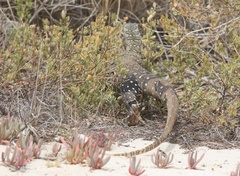 Varanus giganteus