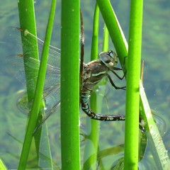 Rhionaeschna multicolor