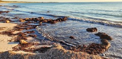 Posidonia australis