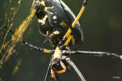 Trichonephila senegalensis annulata