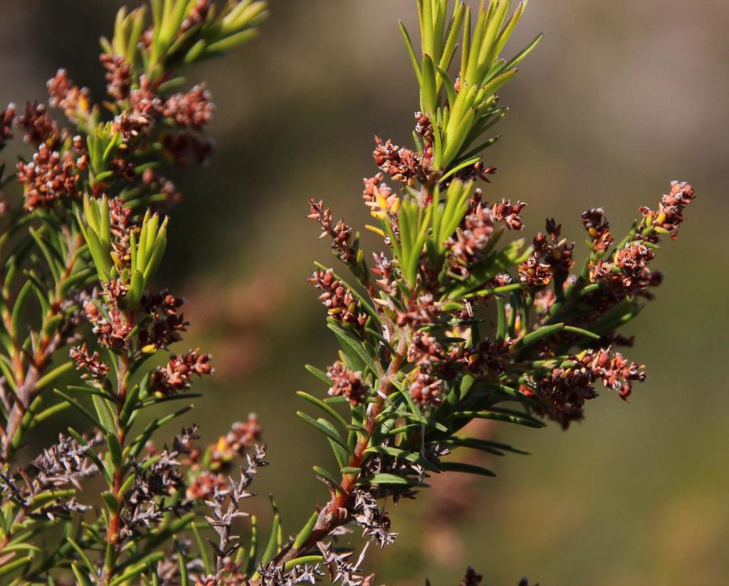 Streambushes