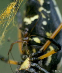 Trichonephila senegalensis annulata