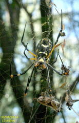 Trichonephila senegalensis annulata