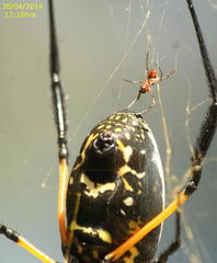Trichonephila senegalensis annulata